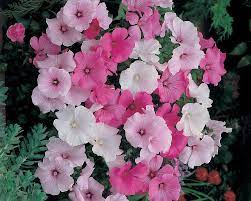 Lavatera Parade Mixed 2 40 From Mr Fothergills Seeds Mallow Flower Flower Seeds Mallow Plant