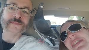 Pigeon breeder introduces her pigeons