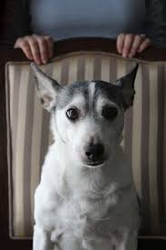This Looks Like Someones Best Friend 3 Tommy Always And 4 Ever Cute Animal Pictures Animals Rat Terrier Dogs