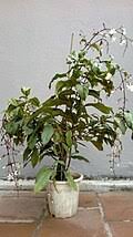 Image result for Clerodendrum tricholobum