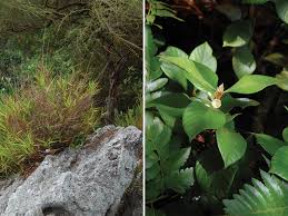 Image result for Panicum graciliflorum