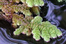 Image result for Azolla pinnata