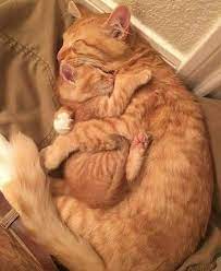 Unik dan menggemaskan 8 foto anak kucing ini. Bikin Meleleh 10 Potret Cinta Ibu Kucing Kepada Anaknya So Sweet