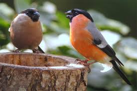 Das könnte dich auch interessieren. Vogelportrat Gimpel Nabu