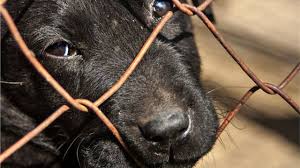 Shih tzus near durham, north carolina. Puppies Taken Through Gloucestershire Died With Canine Coronavirus Bbc News
