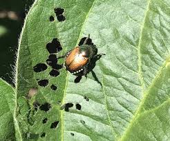 Japanese beetles ile ilgili gÃ¶rsel sonucu