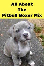 All About The Pitbull Boxer Mix Facts Information How To Train Your Dog Pitbull Boxer Mix Pitbull Boxer Boxer Mix