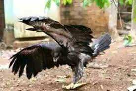Burung elang vs macan tutul lihat juga video kami yang lain. Pecinta Burung Hantu Dan Elang B O P Blora Posts Facebook