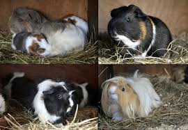 Arattırdığınız kelime olan bakımı en kolay evcil hayvanlar kelimesine ile ilgili sonuçlar aşağıda listelenmiştir. Adi Domuz Kendi Kemirgen Alternatif Ev Hayvani