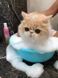 Professional groomers (the national pet groomers of america) will say to bathe and wash your cat on an ongoing, consistent basis. How Often To Bathe Persian Cat Arxiusarquitectura