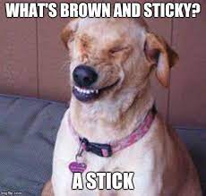 Thank you for visiting our website. Funny Dog Imgflip