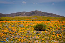 Maybe you would like to learn more about one of these? Photographing The Antelope Valley Poppy Reserve In Lancaster Ca Pamphotography