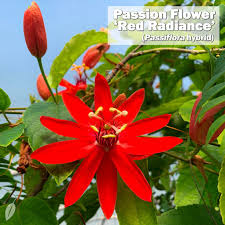 Flowers that start with letter v. Logee S Tropical Plants Inlagg Facebook