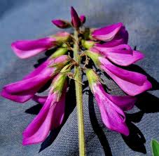 Image result for Hedysarum