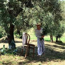 Irenedkw On Instagram Longing For Shade Under The Olive Trees Olive Tree Olive Tree