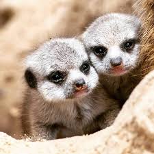 Zoo Berlin On Instagram Noch Ganz Verschlafen Schauen Unsere Mini Erdmannchen Aus Ihrer Hohle Habt Ihr Die Flauschkugeln Schon Entdeckt In 2020 Animals Pig Ferret