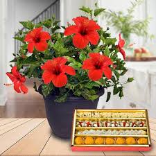 Free shipping on qualified orders. Eye Catching Hibiscus Flowering Plant With Assorted Sweets To India