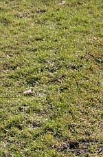 With proper care, all of these grasses. Getting New Grass To Grow What You Need To Know