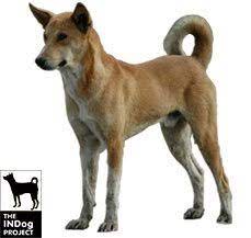 No doubt, indian dogs are equivalent to any other foreign breed in terms of alertness, loyalty, looks, and last but not least emotional upfront. Indian Pariah Dog Breed Information Dogspot In