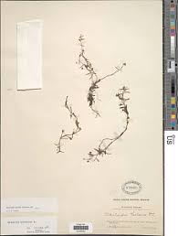 Image result for Oldenlandia lancifolia