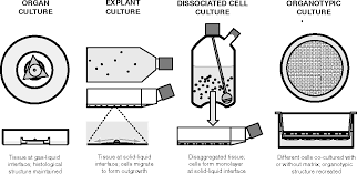 Animal cell culture freshney pdf. Pdf Basic Principles Of Cell Culture Semantic Scholar