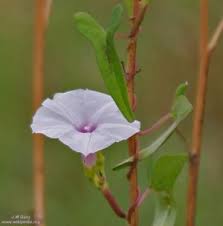 Image result for Ipomoea marginata