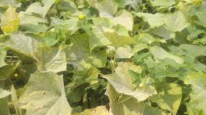 Image result for mildew on cucumbers