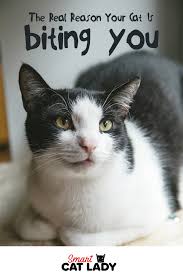 Ever Wonder Why Your Cat Bites You When You Try To Pet Him Or Sometimes For No Reason Here Is The Real Reason Why Your Cat Keep Cat Biting Cats Kitten