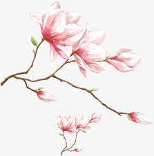 Watercolor Pink Magnolia Flower Watercolor Magnolia Watercolor Pink Flower Pink Magnolia Png Transparent Clipart Image And Psd File For Free Download Blossoms Art Flower Painting Flower Art Drawing