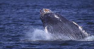 Elle portait une espèce de cape en velours. Les Animaux Marins En Voie De Disparition