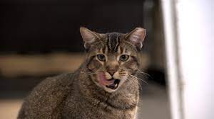 However, you should not allow children or pets to enter the treated area. Cats The Ultimate Weapon In Public Health Cnn
