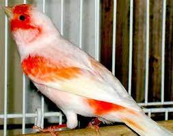 Pick up only no shipping. Birds For Sale Mosaic Canaries Mosaic Canary Red Mosaic Red Factor Canary Birds Birds For Sale Canary Bird For Sale