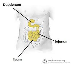 Abdomen anatomy female bowel / 12 920 large intestine stock photos pictures royalty free images istock. The Small Intestine Duodenum Jejunum Ileum Teachmeanatomy