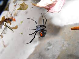 This is one of the most popular spiders in the world. Black Widow Spiders And Toronto No Need To Panic Gavan P L Watson