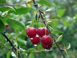 Maybe you would like to learn more about one of these? Fruit Tree And Berry Bush Varieties 2019 Faddegon S Nursery Inc
