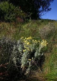 Image result for Helichrysum buchananii