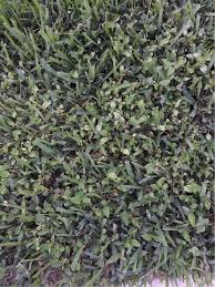We did not find results for: Please Help Me Identify This Weed And What Herbicide I Can Use To Get Rid Of It In St Augustine Grass Gardening Landscaping Stack Exchange