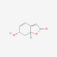 Image result for Campylospermum hiernii