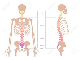 ← back to model page. Human Spine Structure Vector Illustration Backbone And Vertebral Royalty Free Cliparts Vectors And Stock Illustration Image 142526585
