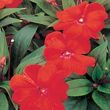 Image result for Impatiens irvingii