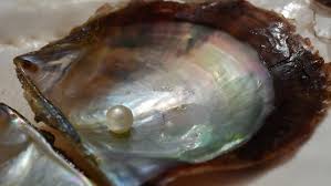 Pearls can cost as little as $1 and go up in price to well over $100,000. Arabian Pearls Resurrecting An Industry Global Currents Bof