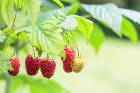 Shop with confidence on ebay! How To Grow Raspberries Thompson Morgan