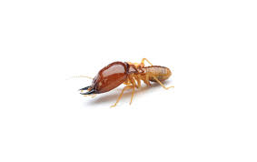 The original diy pest control supply store. Termite Control Melbourne Termite Inspection Treatment