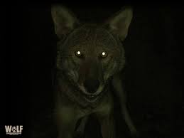 Why Do Wolves Eyes Glow In The Dark Wolves Have A Special Light Reflecting Surface Right Behind Their Retinas Call Wolf Conservation Center Wolf Eyes Bad Dog