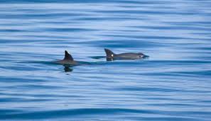 Aunque estamos decepcionados de que no pudimos conservar a la vaquita en el centro de cuidados, hemos demostrado que somos capaces de capturar a una. Mexico Intentara Reproducir En Cautiverio A La Vaquita Marina Internacional El Pais