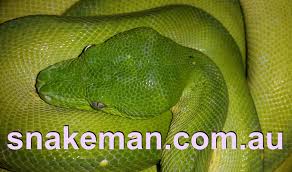 Snake Aversion Dog Safe Snake All Breeds Of Dogs