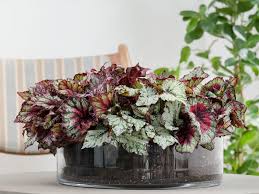 Was du über die zarte hellgrüne triebe, kräftige bunt melierte blätter oder große weiße blüten: Die Schonsten Blattschmuckpflanzen Furs Zimmer Mein Schoner Garten