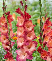 Image result for Gladiolus pusillus