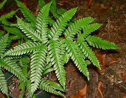Image result for Pteris dentata