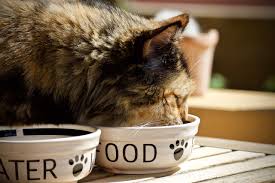 Besides having pure positive properties for the health of your cat, olive oil is easily affordable and accessible. Can Cats Eat Avocados Nutrients Dangers And Side Effects